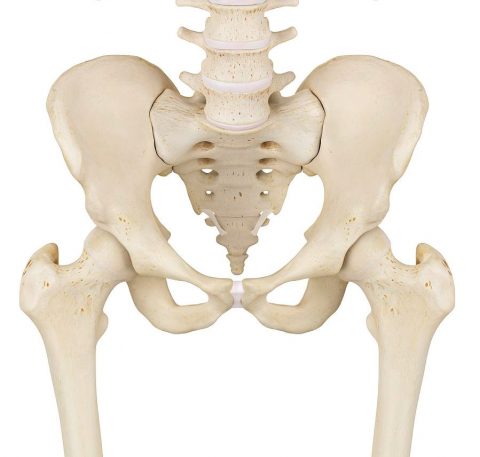 PELVIC POWER – Synergy Sports Medicine & Rehabilitation