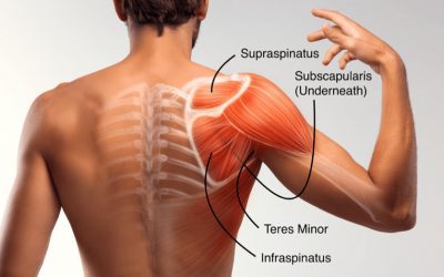 SHOULDER FOUNDATIONS: THE ROTATOR CUFF